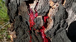 China's Red Pine — a normal-looking pine tree with a blood-red extract beneath its bark